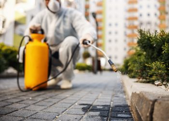 Pest Control Myths Debunked: What Huntsville Residents Need to Know