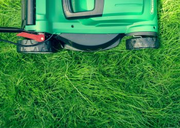 Common Lawn Problems and How to Fix Them: A Guide for Homeowners on the Sunshine Coast