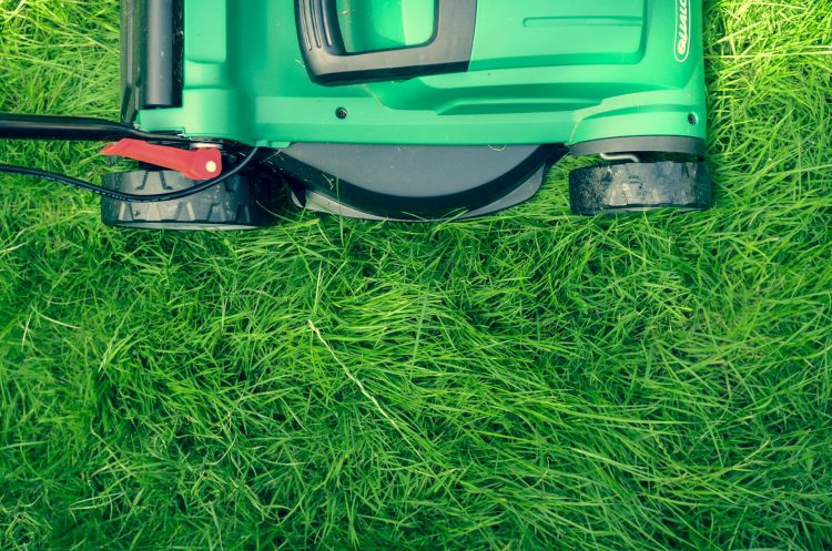 Common Lawn Problems and How to Fix Them: A Guide for Homeowners on the Sunshine Coast