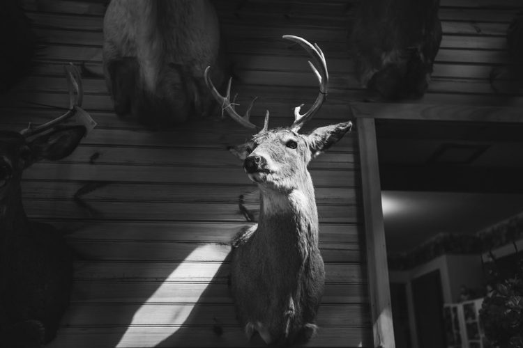 Creel Taxidermy: Preserving Nature’s Beauty