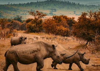 Luxury African Safaris: Exploring the Wonders of Kenya