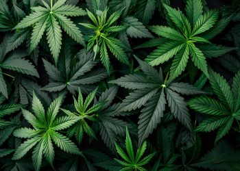 Unlocking the Benefits of Full Spectrum CBD Oil