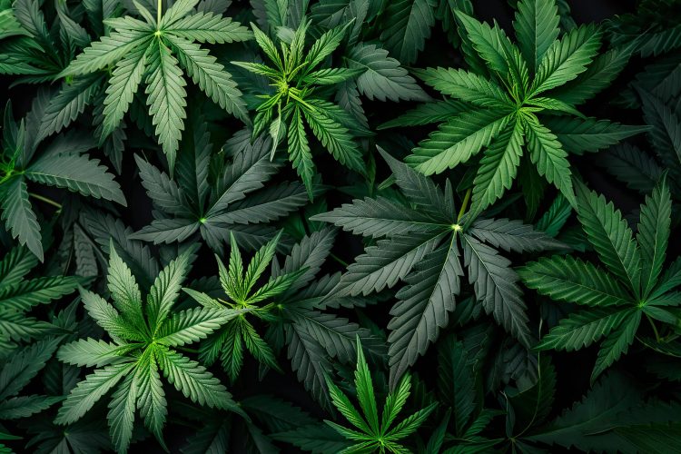 Unlocking the Benefits of Full Spectrum CBD Oil