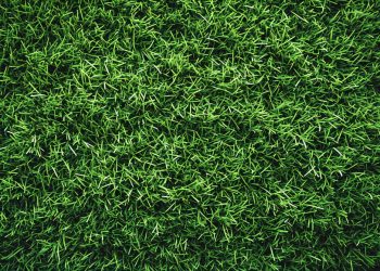 Transform Your Burlington Lawn with Expert Maintenance Tips