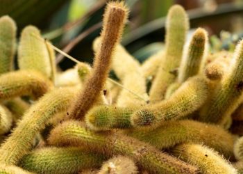 Rat Tail Cactus vs Monkey Tail Cactus