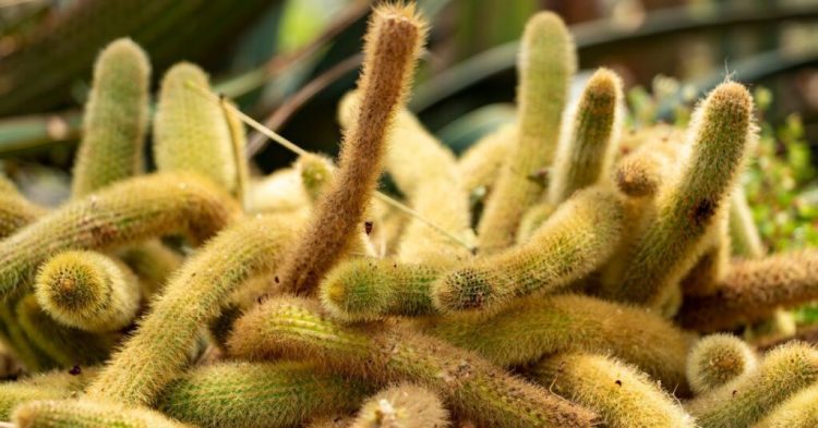 Rat Tail Cactus vs Monkey Tail Cactus