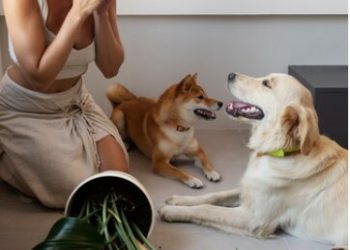 How Hemp Oil Helps Dogs with Arthritis