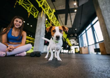 How Important Is Consistency in Dog Training?