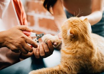 Budget-Friendly Pet Care Options