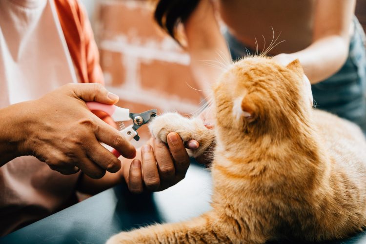 Budget-Friendly Pet Care Options