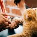 Budget-Friendly Pet Care Options
