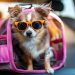 How to Find the Best Pet-Friendly Vacation Packages