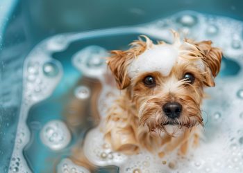 How to Give Your Dog a Bath Without Wrecking Your Plumbing