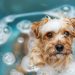 How to Give Your Dog a Bath Without Wrecking Your Plumbing