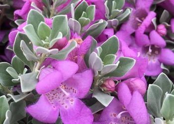 Thriving Landscaping Plants for Central Texas Gardens