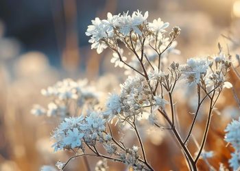 The Meaning Behind Popular Winter Flowers: Symbolism and Significance