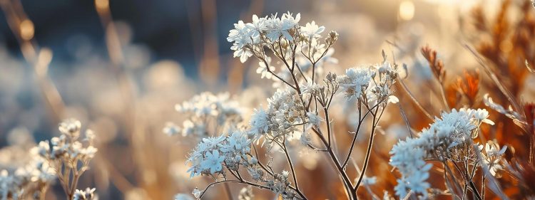 The Meaning Behind Popular Winter Flowers: Symbolism and Significance