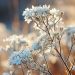 The Meaning Behind Popular Winter Flowers: Symbolism and Significance