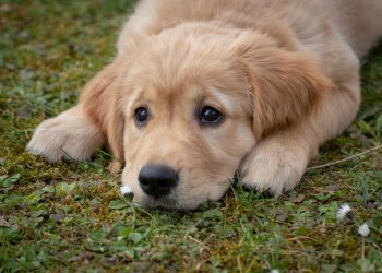 Essential Commands for Training Your Golden Retriever: A Practical Guide