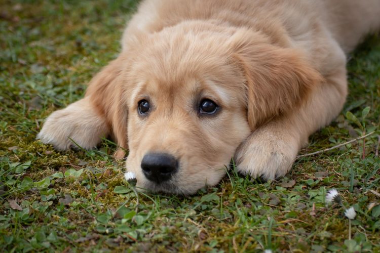Essential Commands for Training Your Golden Retriever: A Practical Guide