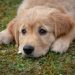 Essential Commands for Training Your Golden Retriever: A Practical Guide
