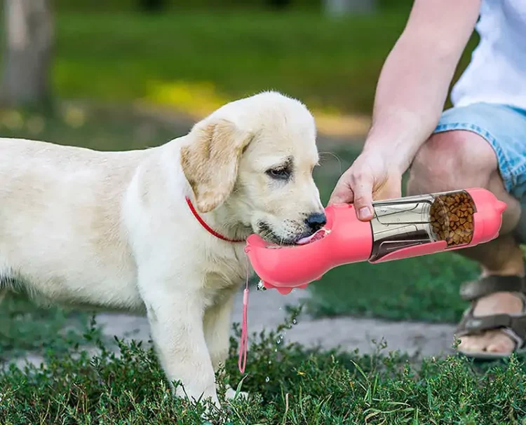 Top Features in a Dog Travel Water Bottle: A Complete Guide by Premium Pups