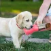 Top Features in a Dog Travel Water Bottle: A Complete Guide by Premium Pups