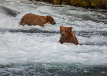 Why Anan Wildlife Observatory is the Ultimate Destination for Alaska Bear Viewing Tours