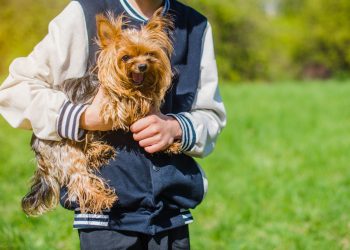 Finding Quality Yorkie Breeders Near You