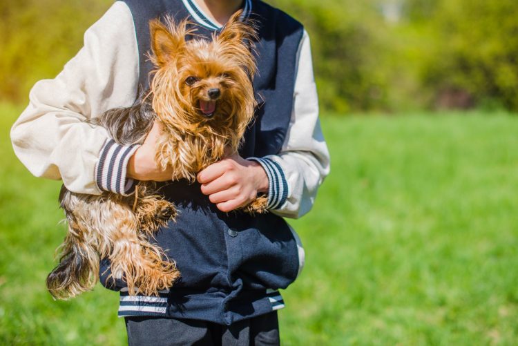 Finding Quality Yorkie Breeders Near You