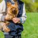 Finding Quality Yorkie Breeders Near You