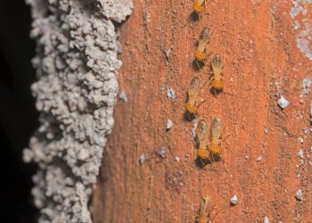 Is Your Home at Risk? How to Recognize Early Signs of Termites