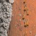 Is Your Home at Risk? How to Recognize Early Signs of Termites