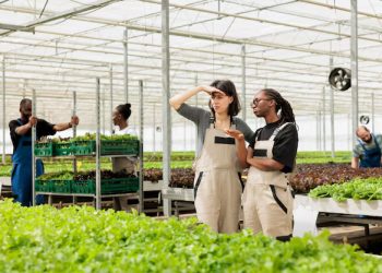 How LED Grow Lights Help Winter Greenhouse Farming