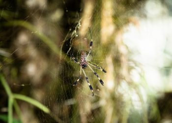 Creepy Crawly Concerns: A Fun Guide to Spider Pest Control!