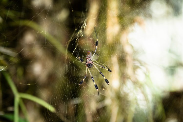 Creepy Crawly Concerns: A Fun Guide to Spider Pest Control!