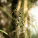 Creepy Crawly Concerns: A Fun Guide to Spider Pest Control!