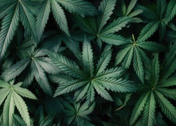 CBD Oil: How It Works, Benefits, Safety, and Where to Find Quality Products