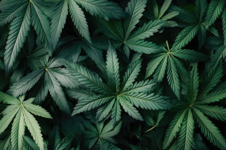 CBD Oil: How It Works, Benefits, Safety, and Where to Find Quality Products