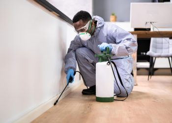 Small Investment, Big Returns: 5 Ways Preventative Pest Control Saves Your Bank Account