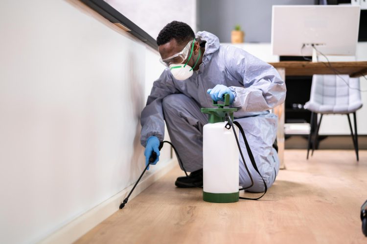 Small Investment, Big Returns: 5 Ways Preventative Pest Control Saves Your Bank Account