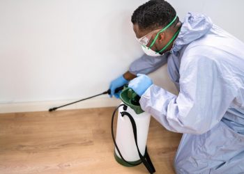 Should You Clean Before or After Pest Control Treatment?