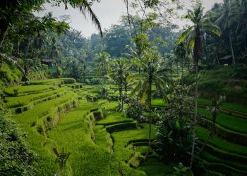 Discover Bali’s Affordable Wonders with a Twist