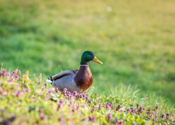 How to Choose the Best Duck Calls for Hunting in Any Condition
