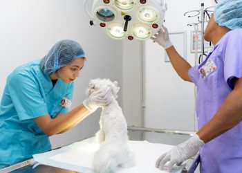 Thonglor Pet Hospital: Thailand’s First 24-Hour Veterinary Care Center