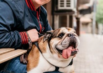 French Bulldog or Pug: How to Choose The Perfect Breed?