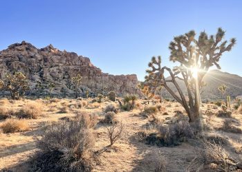Experience Nature: Best Outdoor Pursuits in Joshua Tree