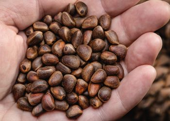 Erythroxylum Coca Seeds: Cultural Significance, Growth, and Legal Considerations