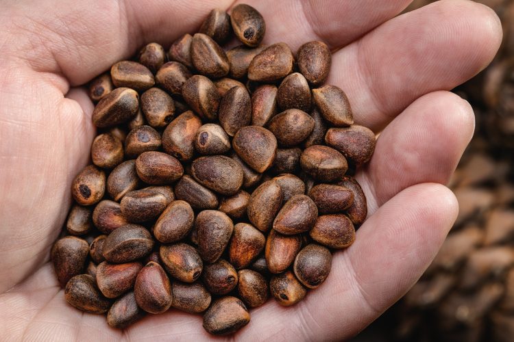 Erythroxylum Coca Seeds: Cultural Significance, Growth, and Legal Considerations