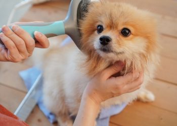 Why Silky is the Ultimate Choice for Pet Grooming
